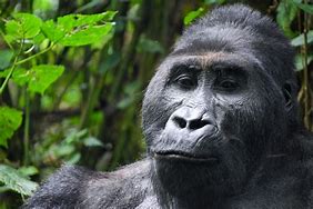 Image result for Digit Gorilla