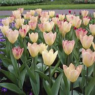 Image result for Tulipa Flaming Purissima