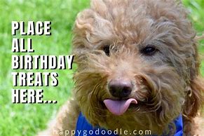 Image result for Happy Birthday Puppy Meme