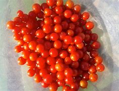 Image result for Small Tomatoes
