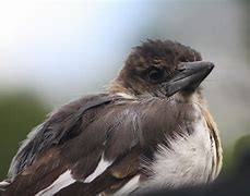 Image result for baby kookaburra