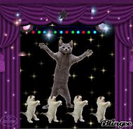 Image result for Happy Birthday Dancing Cats