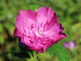 Image result for Hibiscus syriacus Purple Ruffles