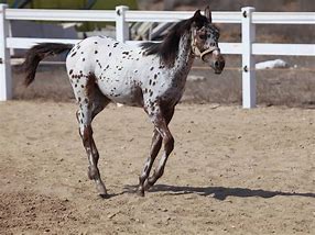 Image result for Blanket Appaloosa Horse