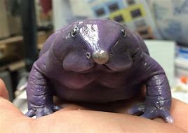 Image result for Purple Nose Frog
