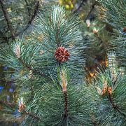 Image result for Pinus mugo Varella