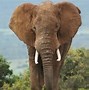 Image result for Giant Elephant in the World
