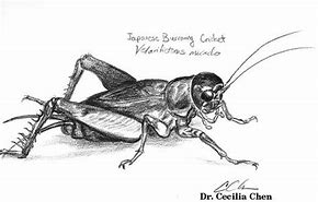 Image result for Cricket Insect Sketch