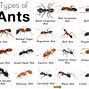Image result for Male Ant