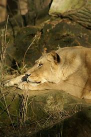 Image result for Lion King Movie Case