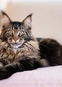 Image result for maine coons cats