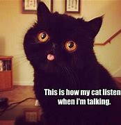 Image result for The Way My Cat Looks at Me Meme