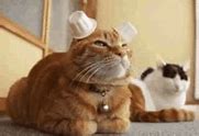 Image result for Cat Ear Hoodie