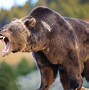 Image result for Largest Bear Ever Found