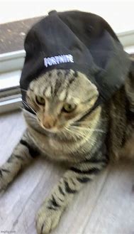 Image result for Fortnite Cat Meme