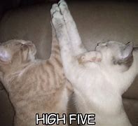 Image result for High Five Cat Meme