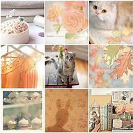 Image result for Cat Mood Board