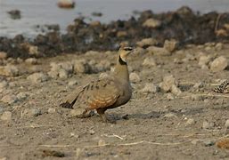 Image result for Pterocles gutturalis