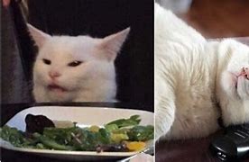 Image result for White Cat Meme