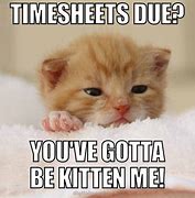 Image result for Timesheet Reminder Cat