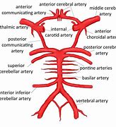 Image result for Internal Carotid Artery Circle of Willis