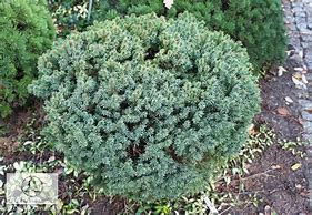 Image result for Picea abies Ami