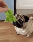 Image result for Vegetable Dog Food