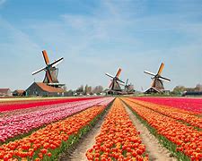 Image result for Netherlands Poparle Flowers