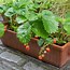 Image result for Strawberry Container