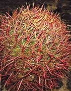 Image result for California Barrel Cactus