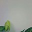 Image result for Aesthetic Wallpaper Green Plant