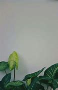 Image result for Aesthetic Greenery Wallpaper