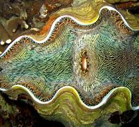 Image result for Giant Pacific Clam