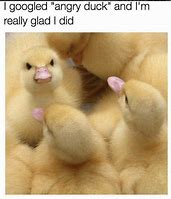 Image result for Baby Duck Meme