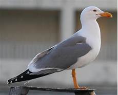 foto di gabbiano fauna selvatica in italia gabbiano caspio larus foto di gabbiano fauna selvatica in italia gabbiano caspio larus