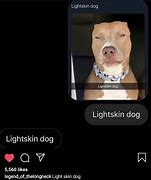 Image result for Light Skin Pitbull Meme
