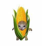 Image result for Corn Cat Meme