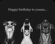 Image result for Funny Dog Happy Birthday Wishes