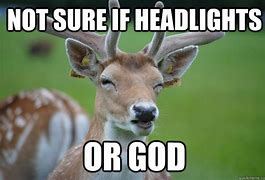 Image result for Deer in Headlights Funny Memes