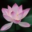 Image result for Lotus Flower Wallpaper iPhone 6