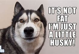 Image result for Fat Husky Dog Meme