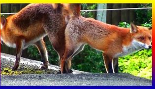 Image result for Fox Reproduction