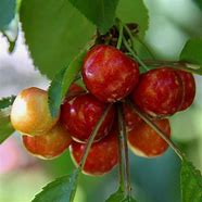 Image result for Prunus avium Bigarreau Coeur de Pigeon