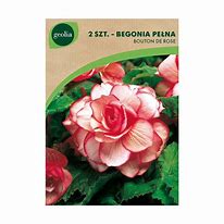 Begonia Bouton de Rose に対する画像結果