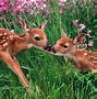 Image result for Baby Animals and Flowers