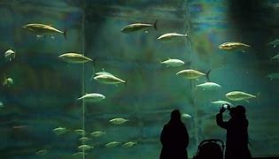 Image result for Tokyo University of Marine Science
