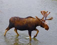 Image result for Moose Locked Together