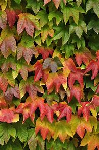 Image result for Types of Climbing Vine Plants