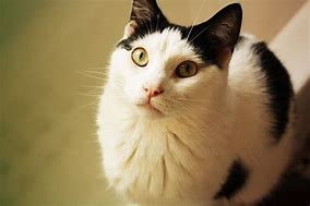 Image result for Cute Cow Cat