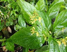 Image result for Collinsonia canadensis